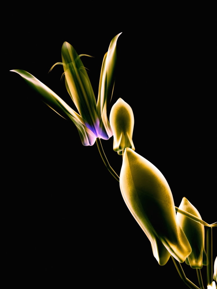 Botanical Study 1 Sheer Representation Of Flower On Black Background (Photographic Composition) Canvas Art - Brian Drake Design Pics (26 x 36)
