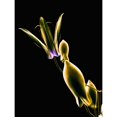 thumbnail image 1 of Botanical Study 1 Sheer Representation Of Flower On Black Background. Poster Print, 1 of 4