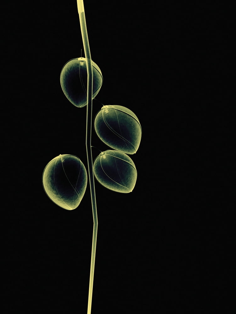 Botanical Study 2 Sheer Representation Of Flowers And Stem On Black Background (Photographic Composition) Canvas Art - Brian Drake  Design Pics (26 x 36)