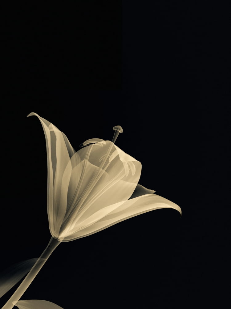 Botanical Study 3 Sheer Representation Of Flower On Black Background (Photographic Composition) Canvas Art - Brian Drake Design Pics (26 x 36)