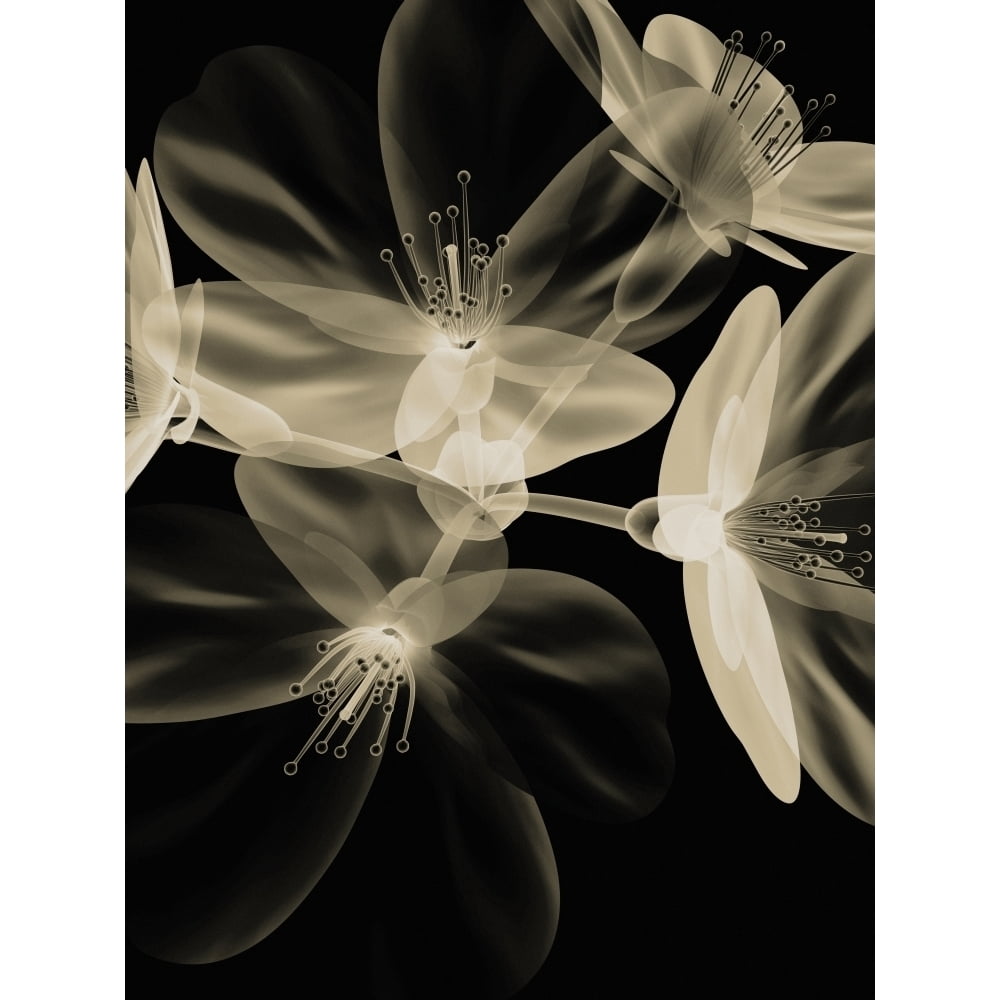 Botanical Study 4 Sheer Representation Of Flowers On Black Background ...