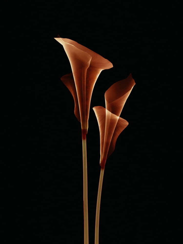 Botanical Study 5 Sheer Representation Of Flowers On Black Background (Photographic Composition) Canvas Art - Brian Drake Design Pics (13 x 18)
