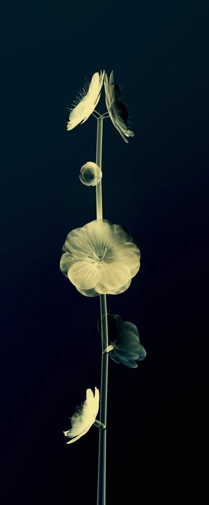Botanical Study 6 Sheer Representation Of Flowers And Stem On Black Background (Photographic Composition) Canvas Art - Brian Drake Design Pics (9 x 24)