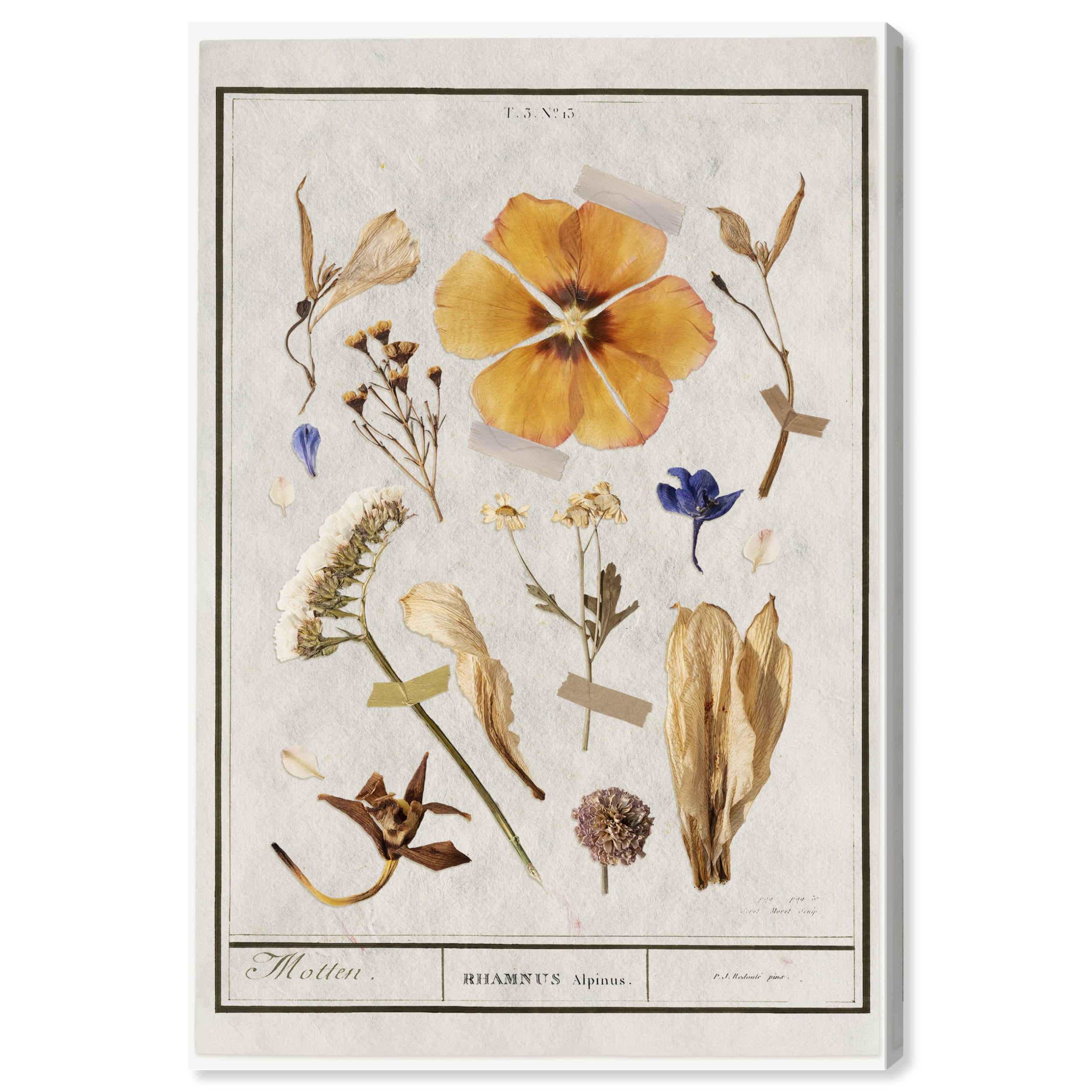 Botanical Study I Floral and Botanical Wall Art Print White 16x24