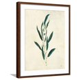 thumbnail image 1 of Art.com Botanical Study V Art Print by Julia Purinton, Brown Frame Wall Art, 23" x 29", 1 of 5