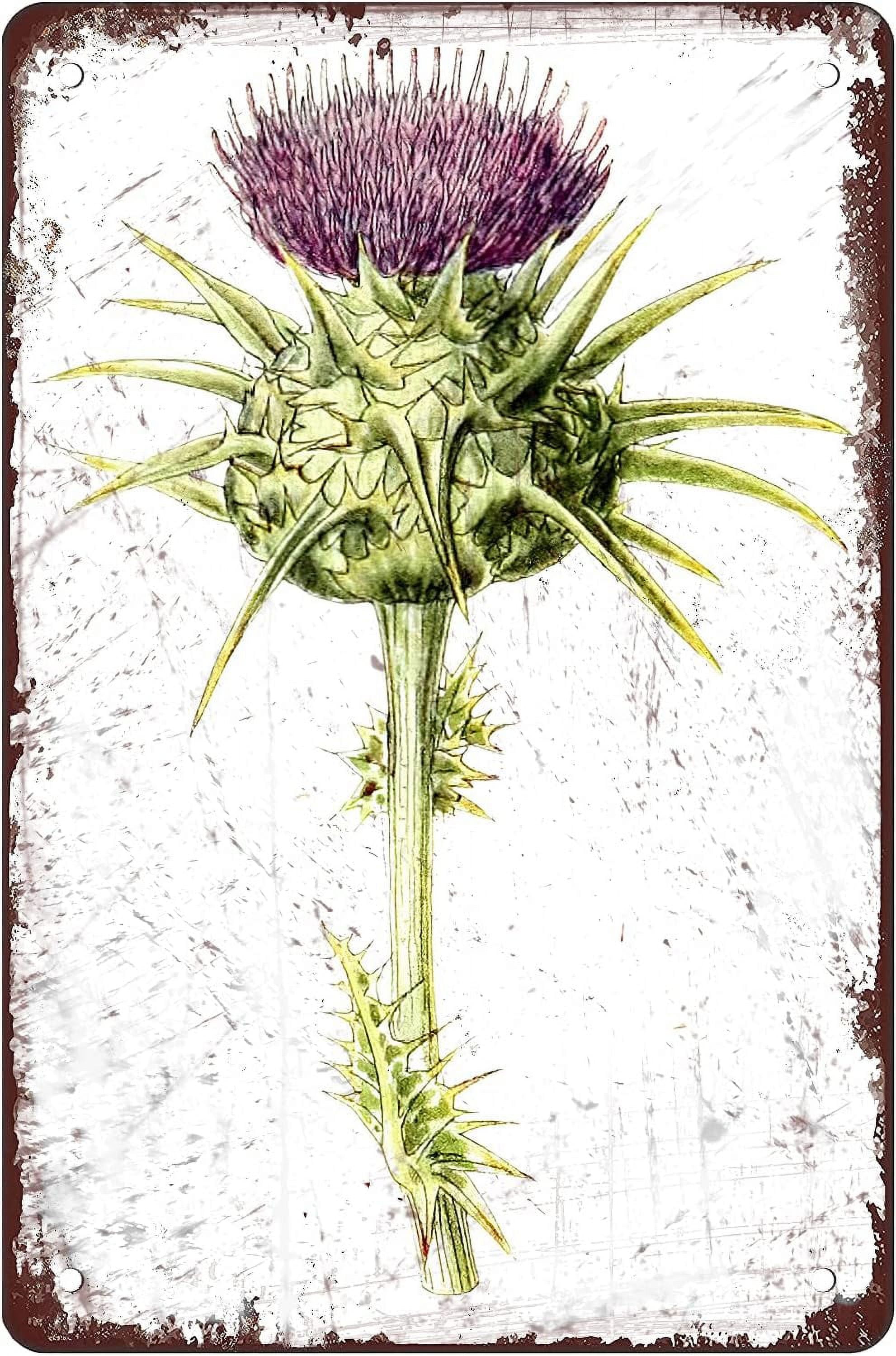 Botanical Thistle Fairy Metal Tin Sign Retro Kitchen Posters Prints