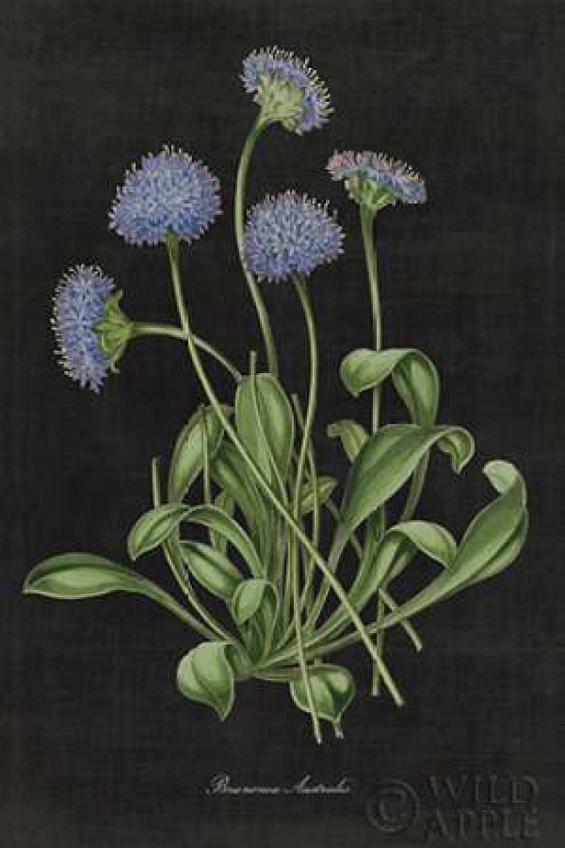 Botanical on Black Chart VII Canvas Art - Wild Apple Portfolio (12 x 18)