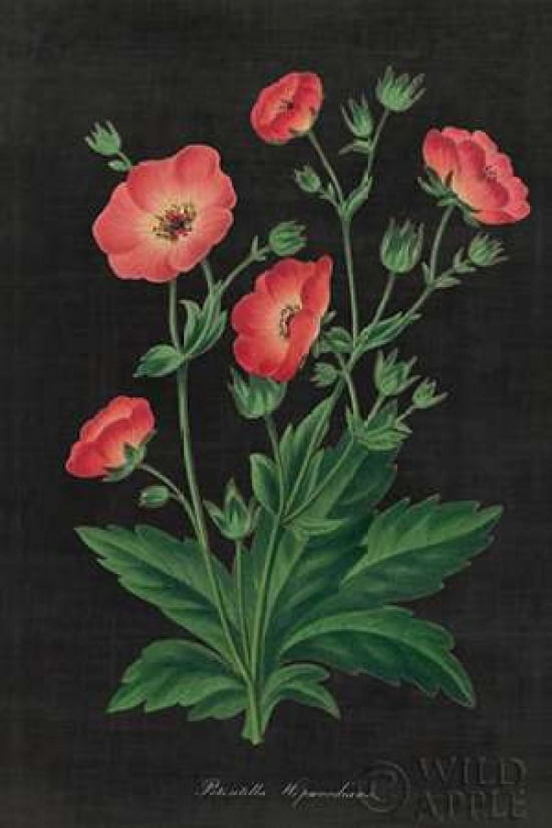 Botanical on Black Chart XII Canvas Art - Wild Apple Portfolio (12 x 18)