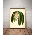 thumbnail image 1 of Botanical print, orchid poster, antique book illustration, leaves, plants and flowers vintage art,bedroom decoration,Living room wall decoration, bedroom, bathroom, kitchen, frameless 20x30inches, 1 of 4