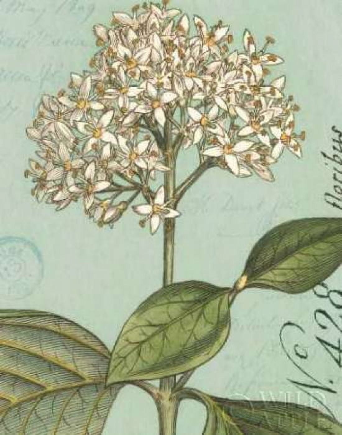 Botanique Bleu IV Canvas Art - Wild Apple Portfolio (22 x 28)