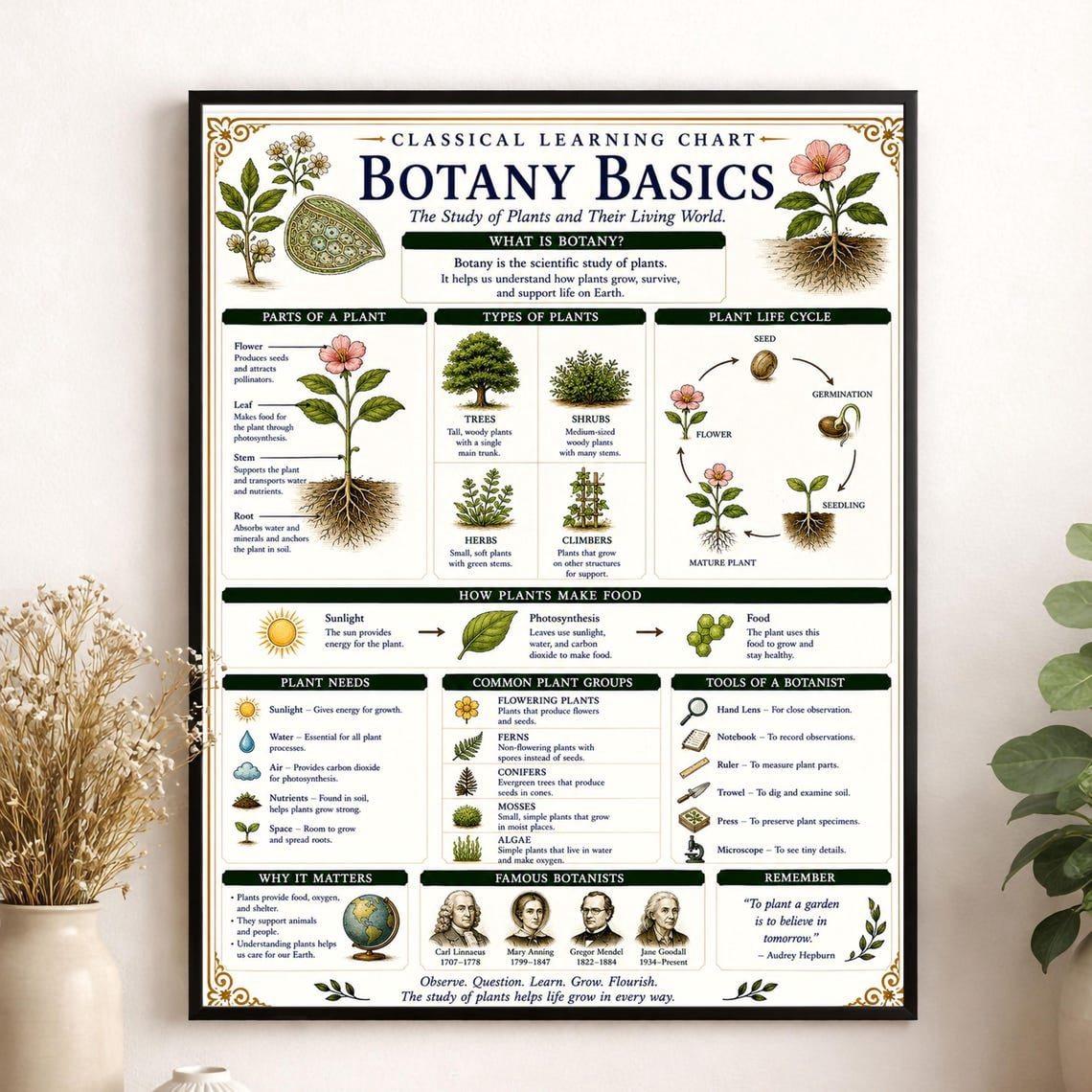 Botany Basics Chart Classical Learning STEM Teacher Classroom Reference ...