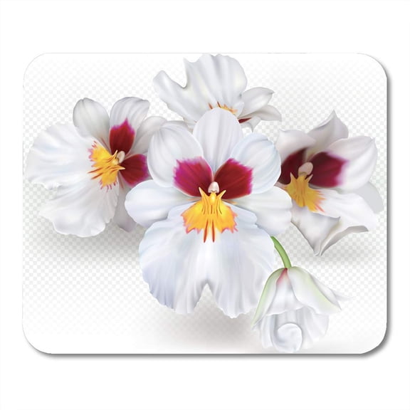 Botany Beauty Orchid Flowers Miltoniopsis Herralexander on Bloom Clone Mousepad Mouse Pad Mouse Mat 9x10 inch