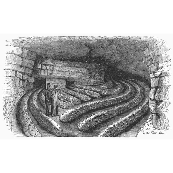 Botany Mushroom Cave. Nmushroom Cave Seventy Feet Beneath The Surface At Montrouge Near Paris France. Line