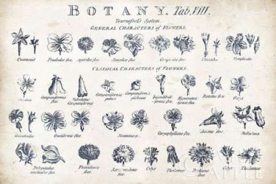 Botany Tab VIII Indigo and White Canvas Art - Wild Apple Portfolio (12 x 18)
