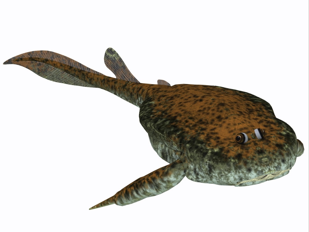 Bothriolepis a freshwater detritivore from the Devonian Period Canvas Art - Corey FordStocktrek Images (33 x 25)