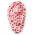 thumbnail image 1 of Bothyi Human Ear Acupoint Massage Practice Tool,Highly Simulated,Soft PVC,Props,Auricular Model Ear Teaching Model for Massaging SPA, 1 of 7