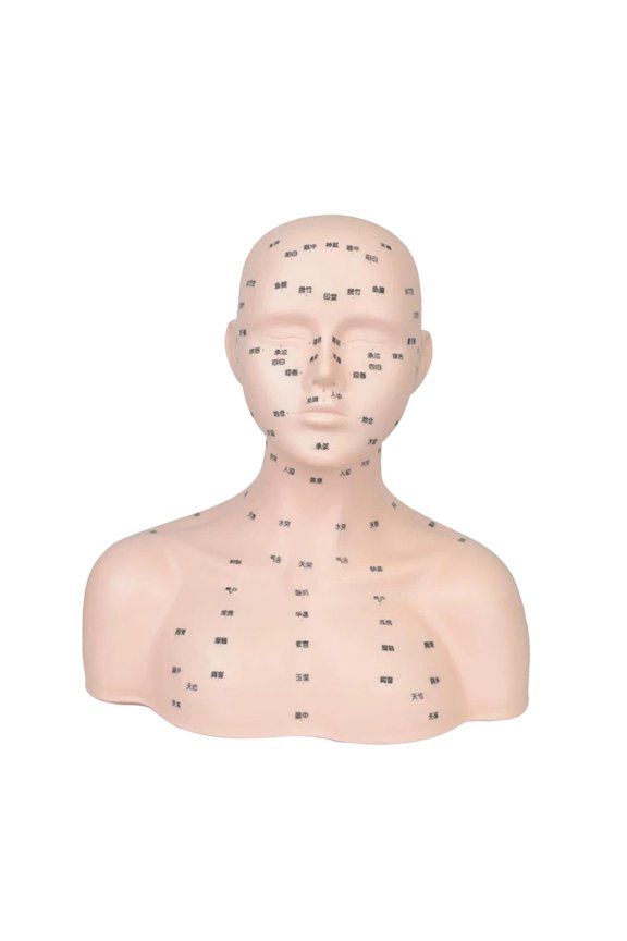 Mannequin Head Compact Multi Functional Realistic with Acupressure Point Manikin