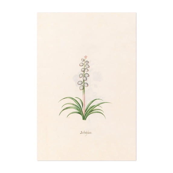 Botrÿdes (1692) - Illustration Botanical Watercolor Floral Vintage ...