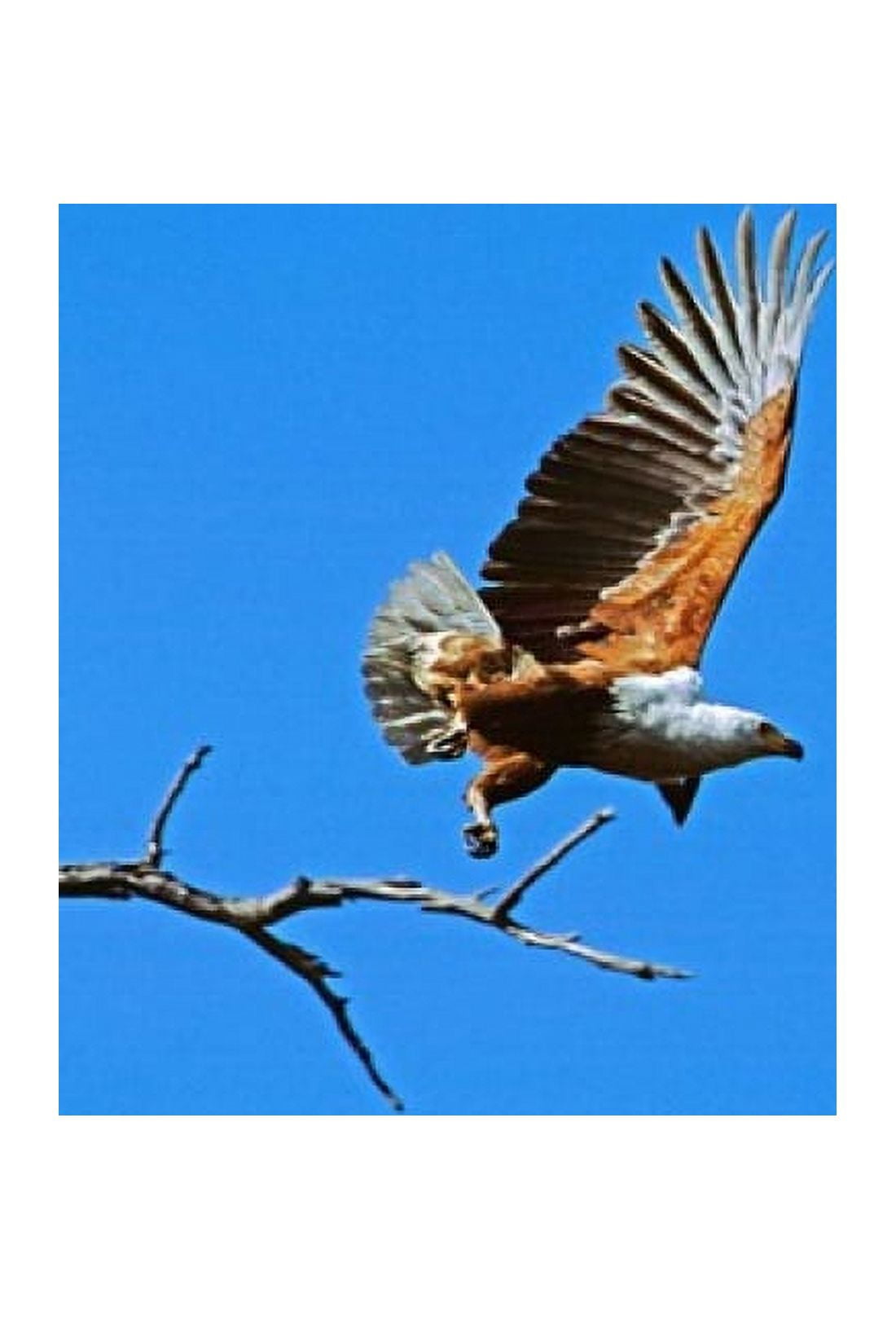 Botswana Chobe NP African Fish Canvas Art - Cindy Miller Hopkins DanitaDelimont (24 x 35)