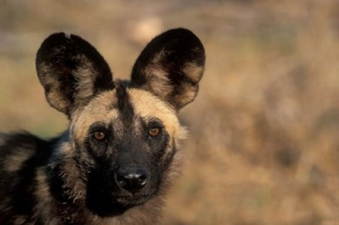 Botswana Chobe NP African Wild Dog Savuti Marsh Canvas Art - Paul Souders DanitaDelimont (36 x 24)