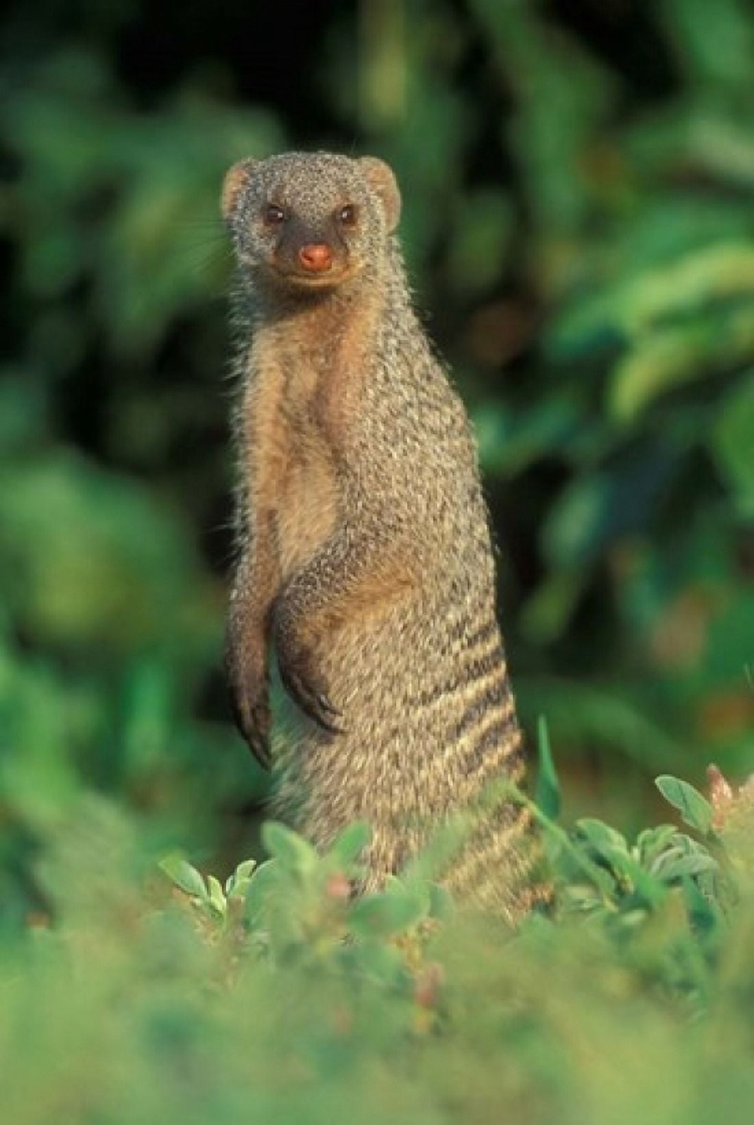 Botswana Chobe NP Banded Mongoose river bank Canvas Art - Paul Souders DanitaDelimont (12 x 17)
