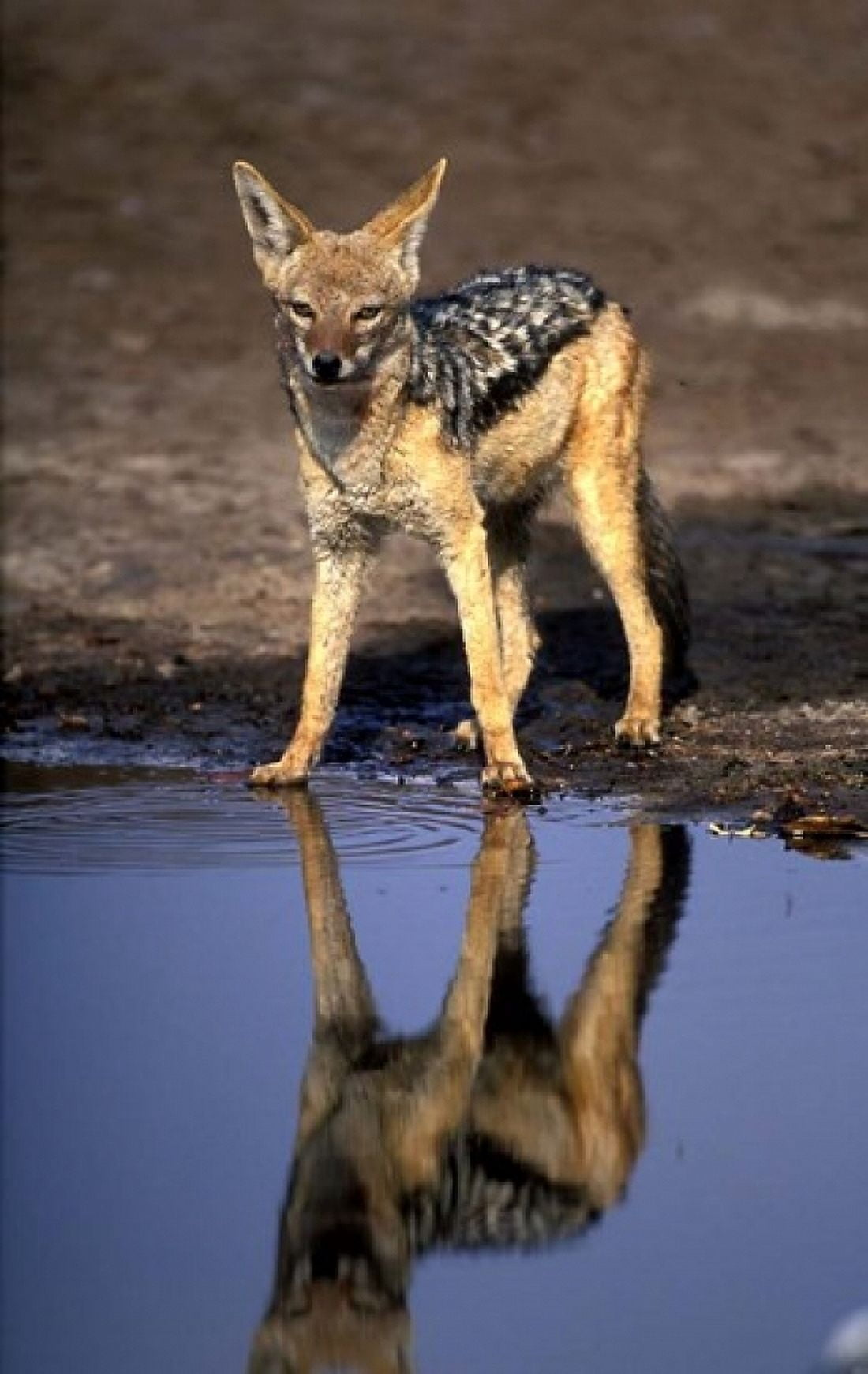 Botswana Chobe NP Black Backed Jackal wildlife Canvas Art - Paul Souders DanitaDelimont (11 x 17)