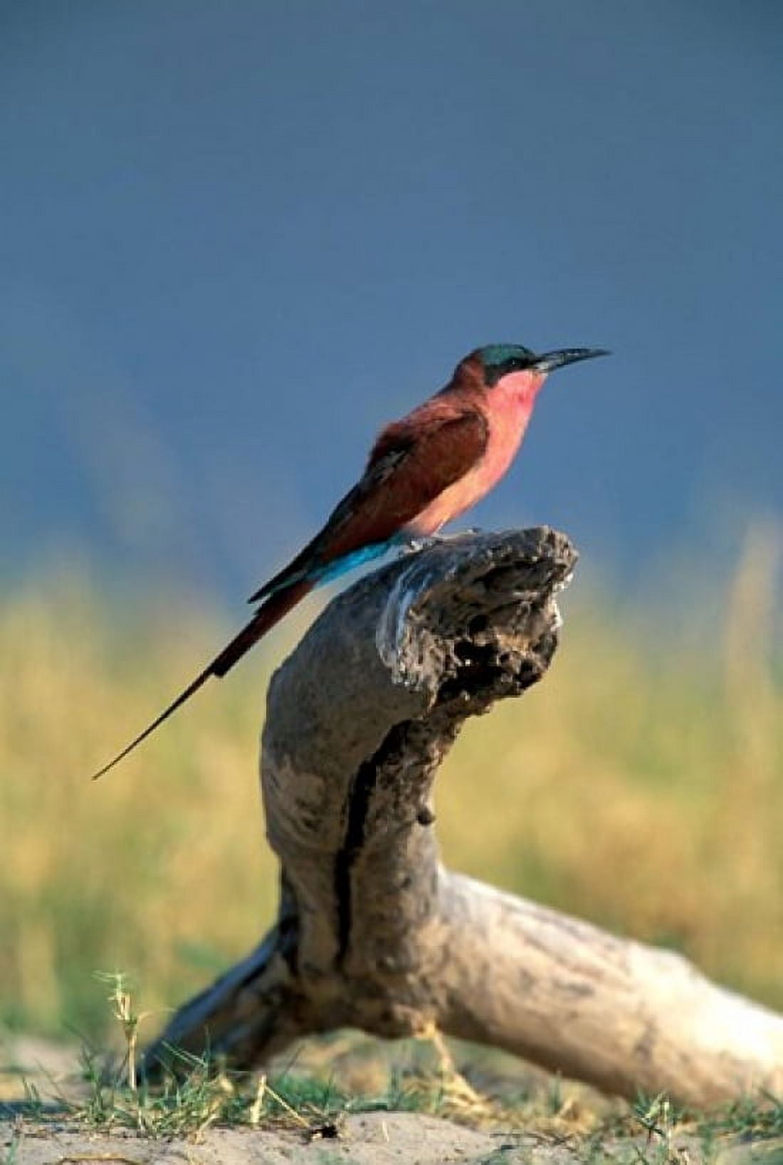 Botswana Chobe NP Carmine Bee Eater bird Chobe River Canvas Art - Paul Souders DanitaDelimont (24 x 35)