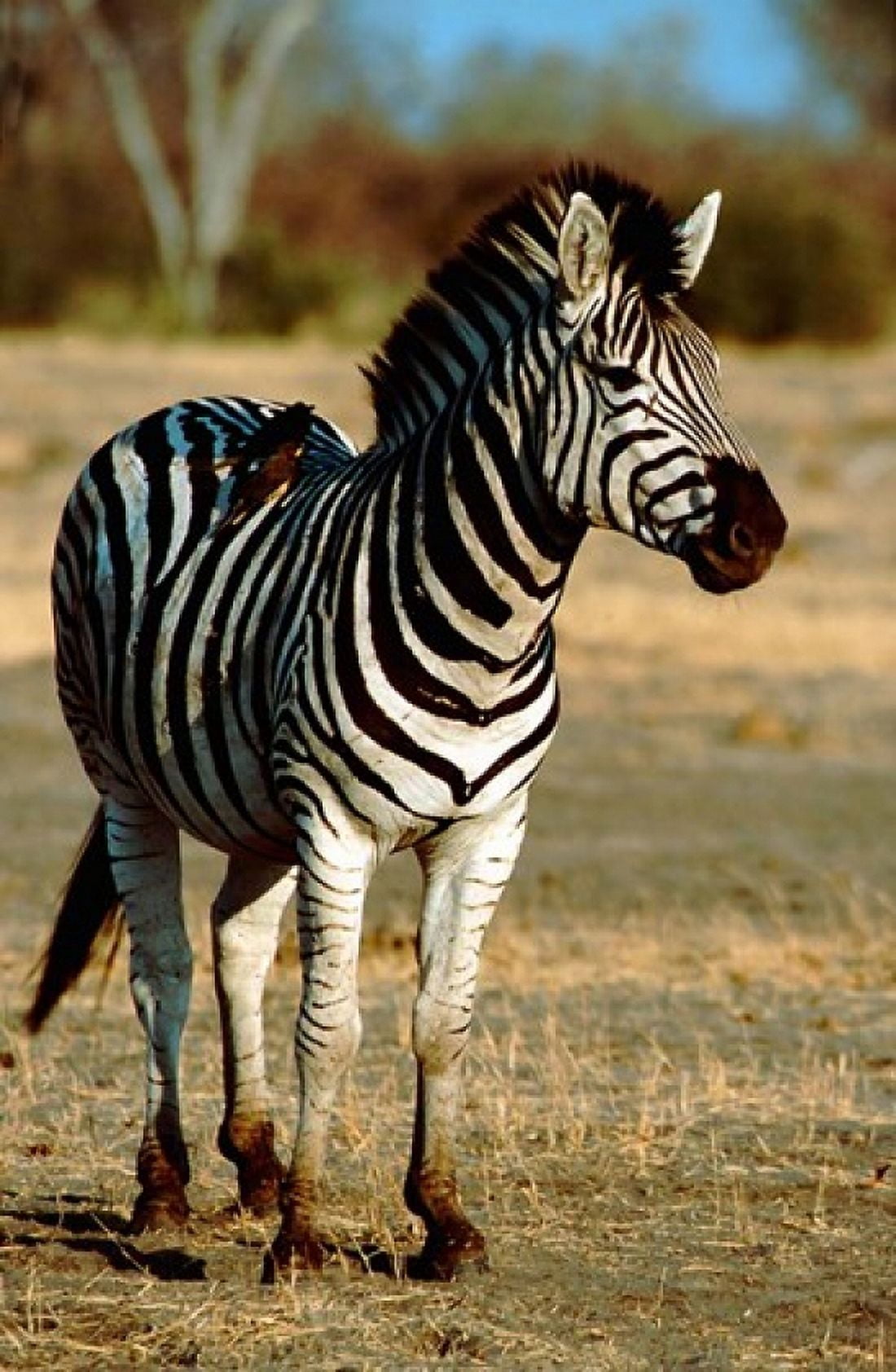 Botswana Chobe NP Linyanti Burchells zebra Canvas Art - Cindy Miller Hopkins DanitaDelimont (23 x 35)