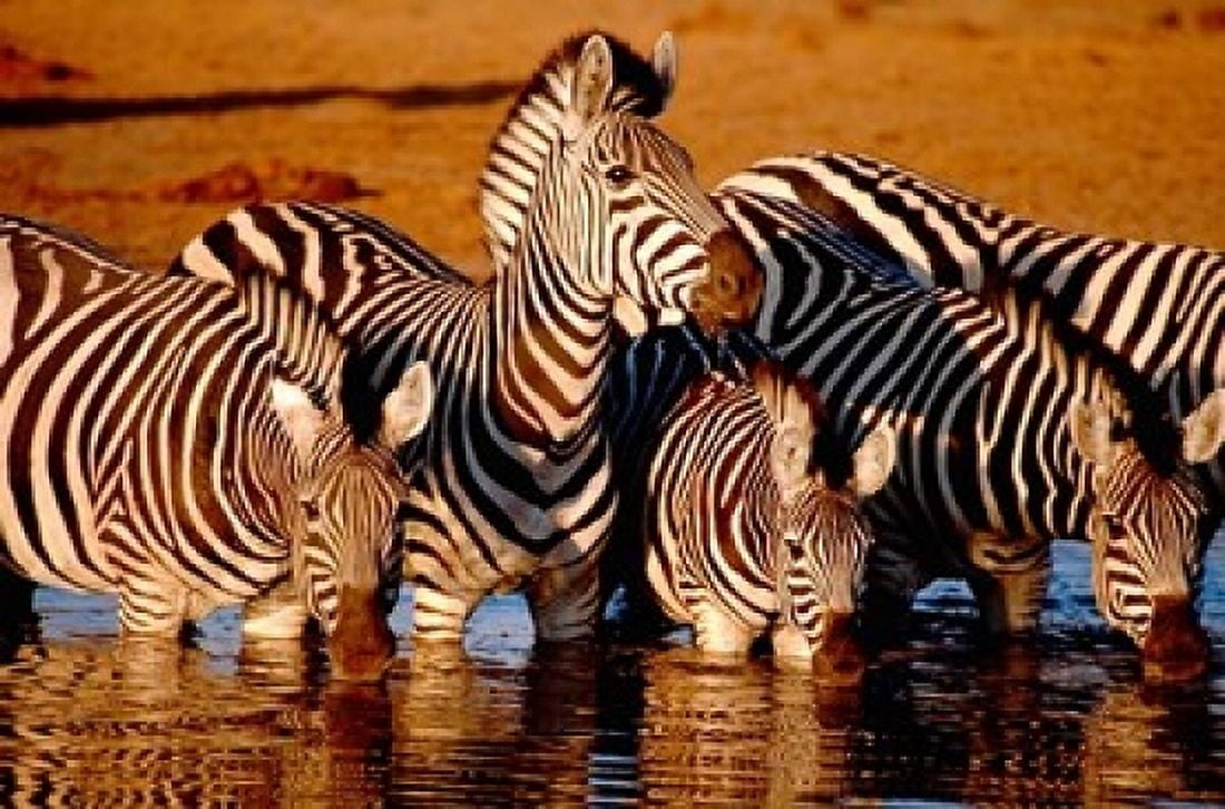 Botswana Chobe NP Linyanti Reserve zebra Canvas Art - Cindy Miller Hopkins DanitaDelimont (24 x 15)