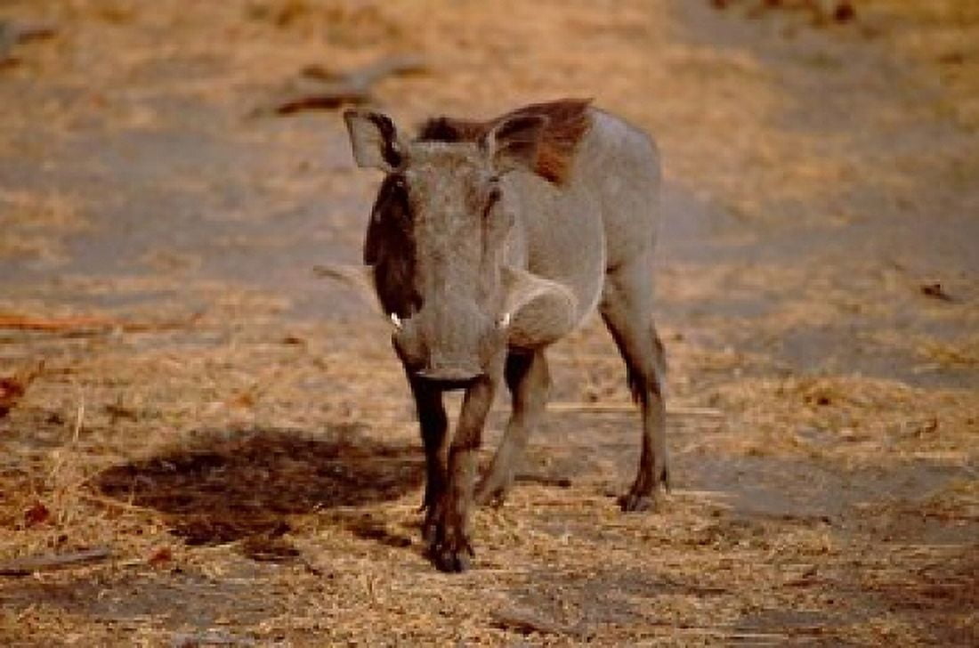 Botswana Chobe NP Linyanti Warthog Canvas Art - Cindy Miller Hopkins DanitaDelimont (35 x 24)