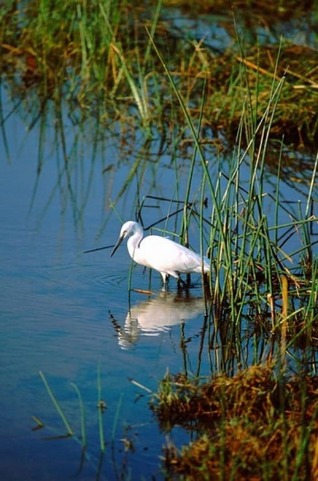 Botswana Okavango Delta Egret wildlife Canvas Art - Cindy Miller Hopkins DanitaDelimont (12 x 17)