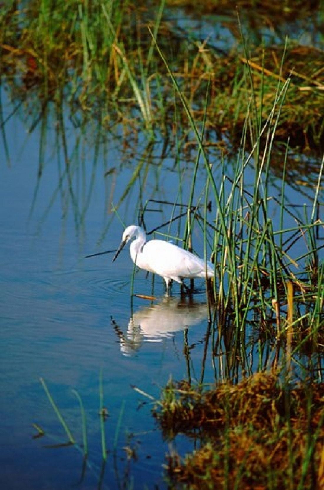 Botswana Okavango Delta Egret wildlife Canvas Art - Cindy Miller Hopkins DanitaDelimont (24 x 35)
