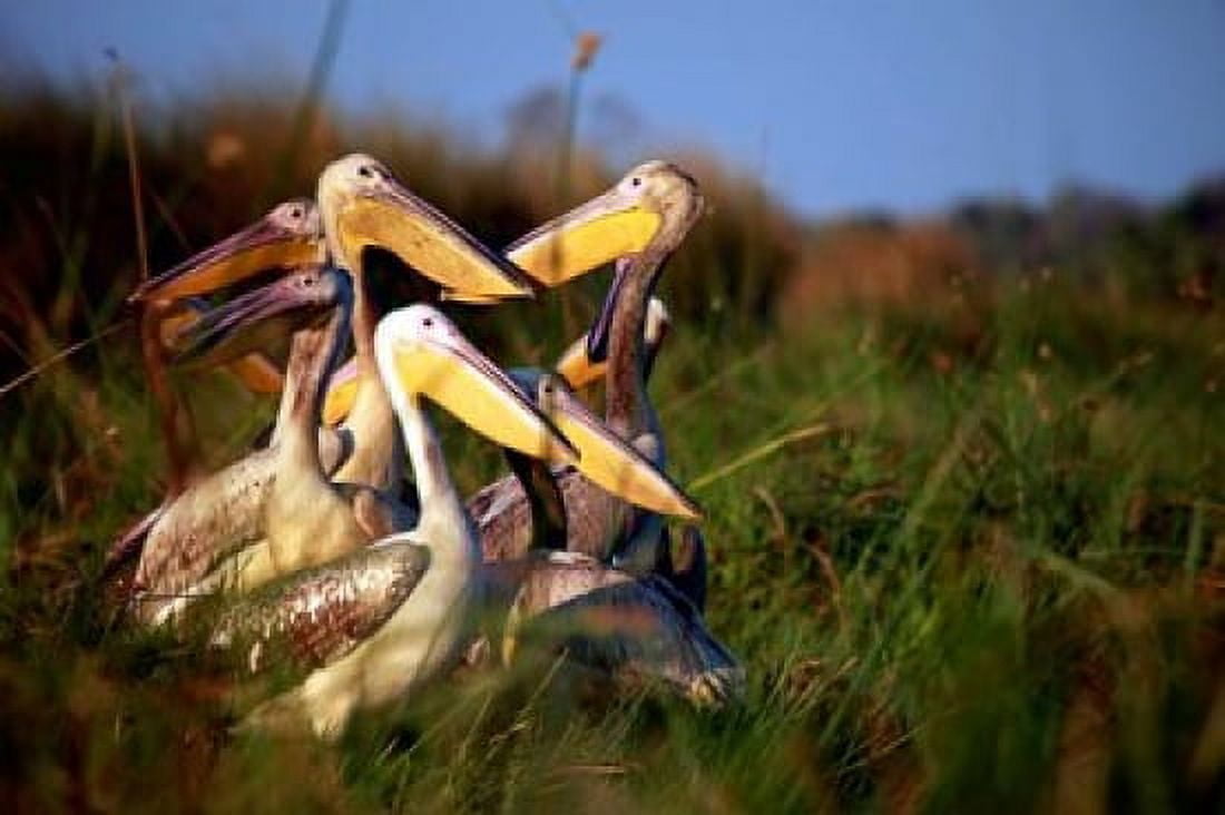 Botswana Okavango Delta Pink-backed Pelican birds Canvas Art - Kymri Wilt DanitaDelimont (38 x 25)