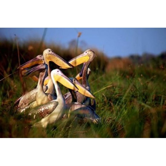 Botswana, Okavango Delta. Pink-backed Pelican birds Poster Print by Kymri Wilt (19 x 12)
