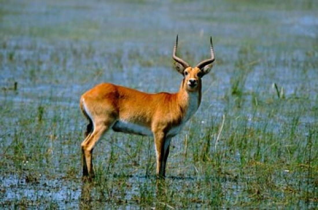 Botswana Okavango Delta Red Lechwe wildlife Canvas Art - Cindy Miller Hopkins DanitaDelimont (35 x 24)