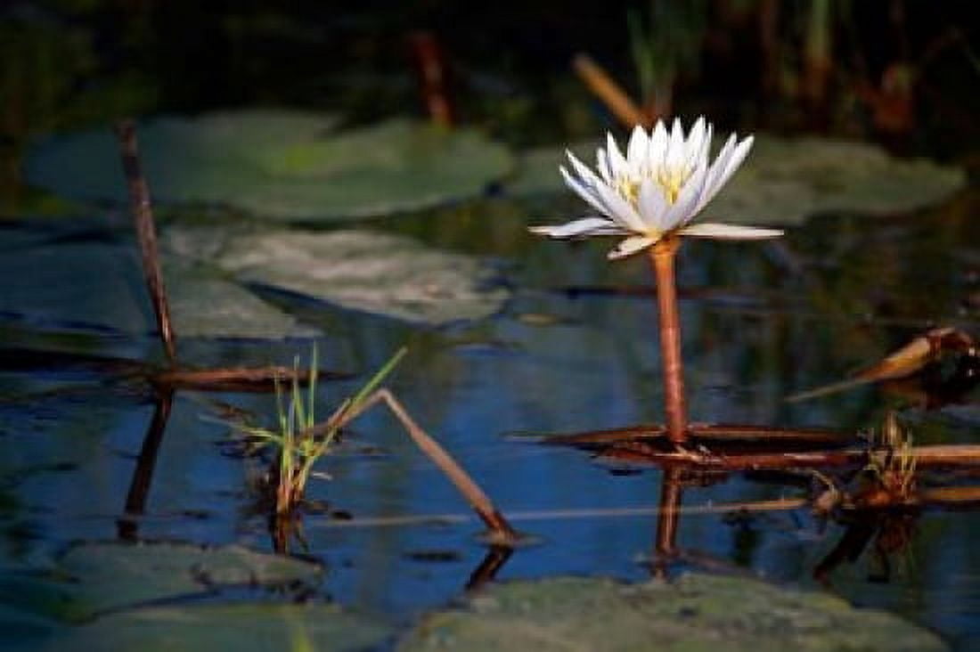 Botswana Okavango Delta Water Lily of the Okavango Canvas Art - Kymri Wilt DanitaDelimont (38 x 25)