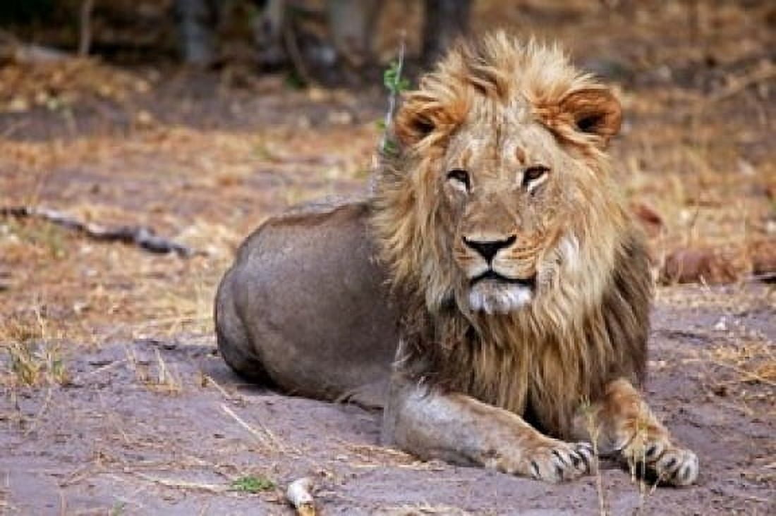 Botswana Savute Chobe National Park Lion Canvas Art - Kymri Wilt DanitaDelimont (19 x 12)