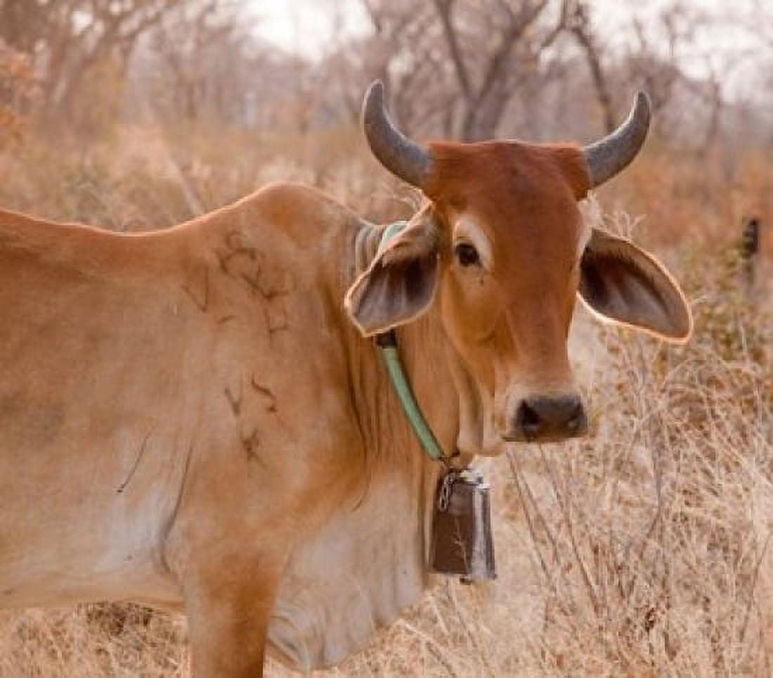 Botswana Tsodilo Hills Farm animal cow Canvas Art - Jaynes Gallery DanitaDelimont (17 x 15)
