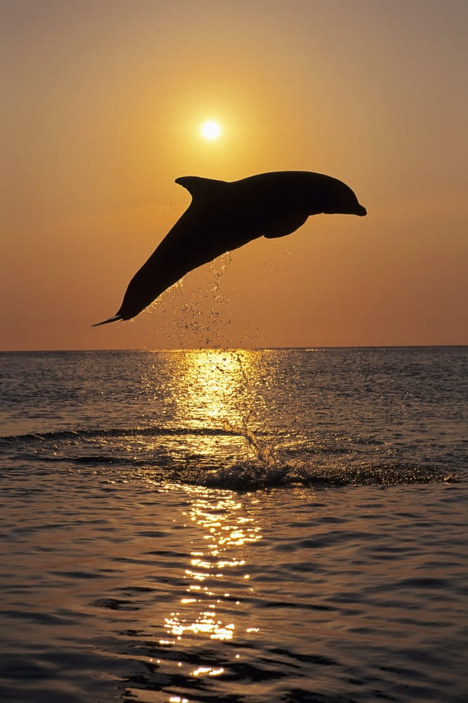 Bottle Nose Dolphin Jumping Sunset Roatan Honduras Summer Backlit Silhouette Canvas Art - Tom Soucek Design Pics (12 x 19)