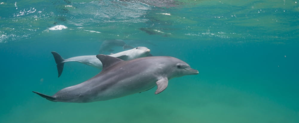 Bottle-Nosed Dolphin (Tursiops truncatus) swimming in sea Sodwana Bay South Africa Canvas Art - Panoramic Images (36 x 12)