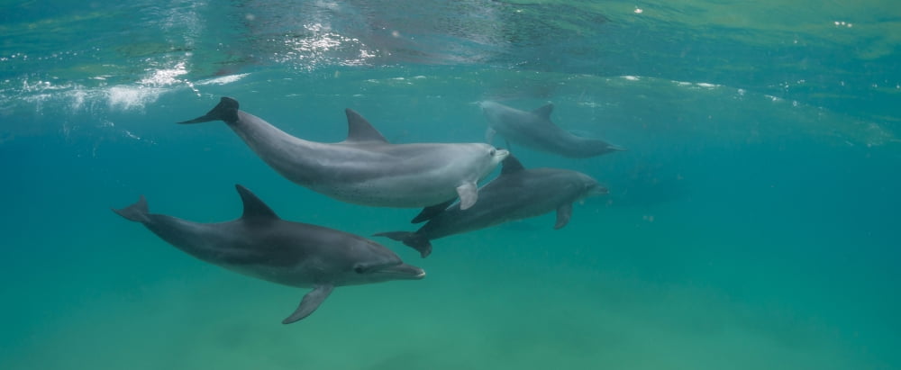 Bottle-Nosed Dolphin (Tursiops truncatus) swimming in sea Sodwana Bay South Africa Canvas Art - Panoramic Images (36 x 12)