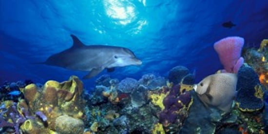 Bottle-Nosed dolphin (Tursiops truncatus) and Gray angelfish (Pomacanthus arcuatus) on coral reef in the sea Canvas Art - Panoramic Images (24 x 12)