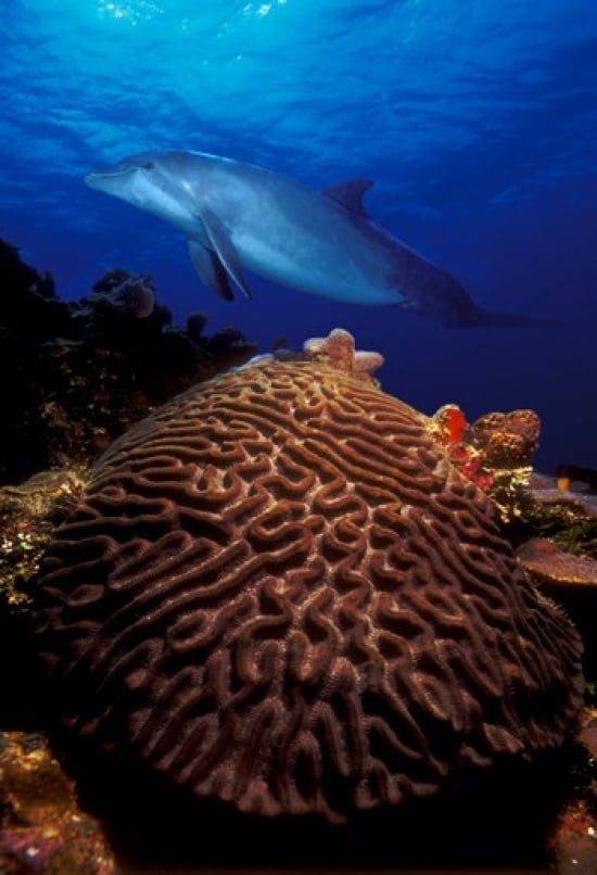 Bottle-Nosed dolphin (Tursiops truncatus) and coral in the sea Canvas Art - Panoramic Images (36 x 24)