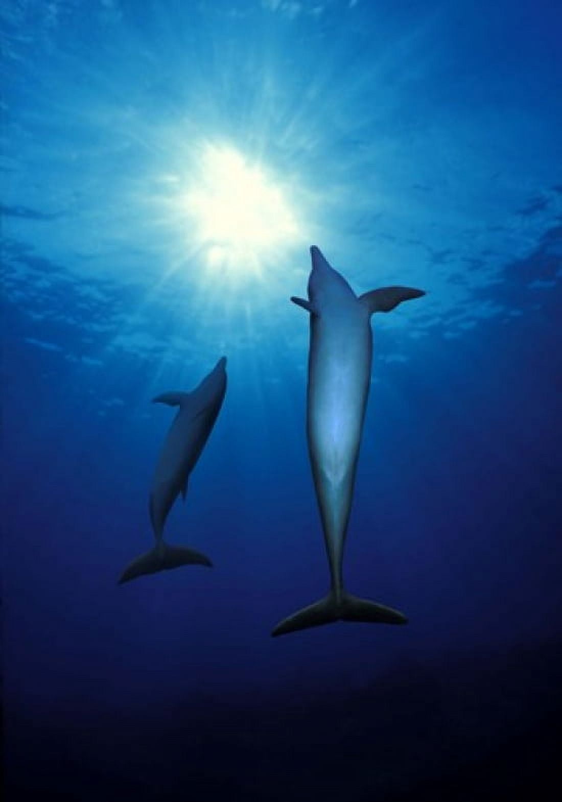 Bottle-Nosed dolphins (Tursiops truncatus) in the sea Canvas Art - Panoramic Images (24 x 18)