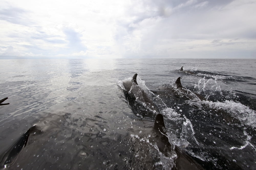 Bottle nose dolphins breach the surface Papua New Guinea Canvas Art - Terry MooreStocktrek Images (34 x 23)