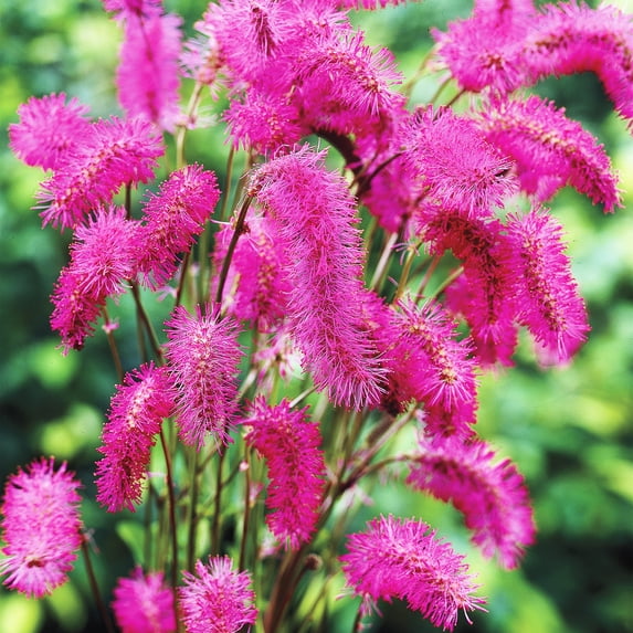 Pink Roots Only Bottlebrush Dormant Bare Root Pink Flowering Perennial Roots (3-Pack ...