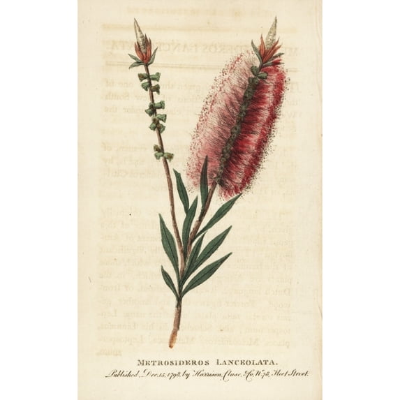 Bottlebrush Flower, Callistemon Lanceolatus Poster Print By ® Florilegius Mary Evans (18 X 24)
