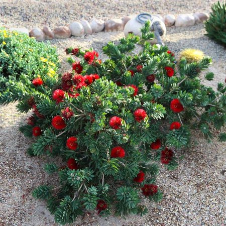Bottlebrush 'Little John' 2 Extra Large 3 Gallon Plants Callistemon citrinus Attracts Pollinators Drought Tolerant