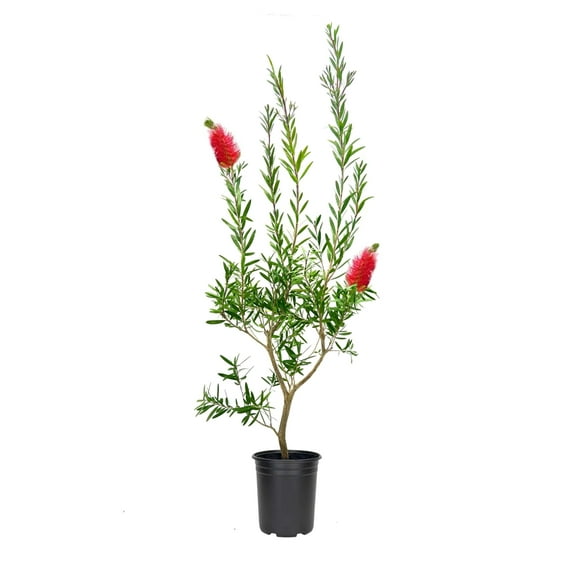 Bottlebrush Red Cluster  10 Live Quart Size Plants  Callistemon citrinus  Perfect for Gardens & Landscaping  Easy to Grow & Low Maintenance Vibrant Shrub