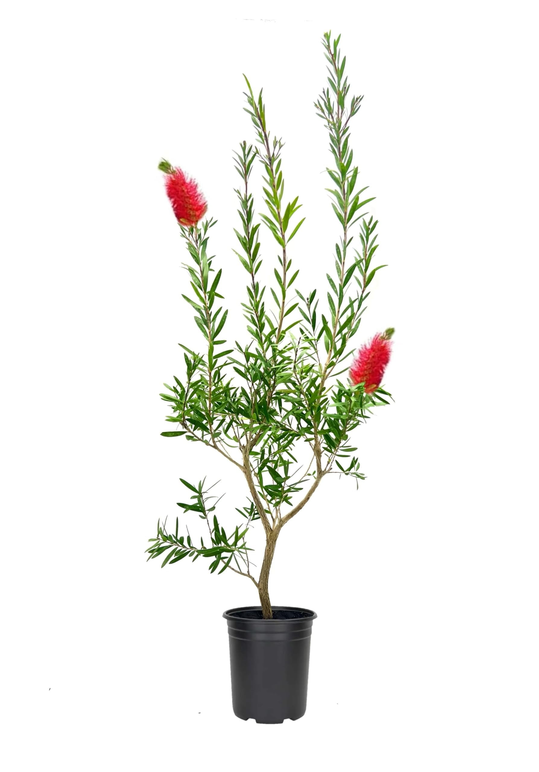 Bottlebrush Red Cluster  3 Live Quart Size Plants  Callistemon citrinus  Perfect for Gardens & Landscaping  Easy to Grow & Low Maintenance Vibrant Shrub